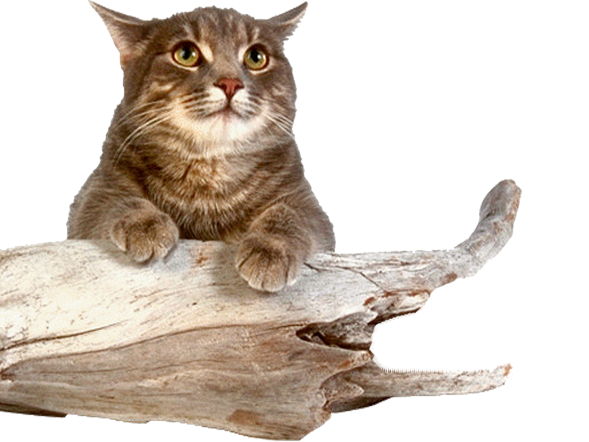 Смешные коты на прозрачном фоне