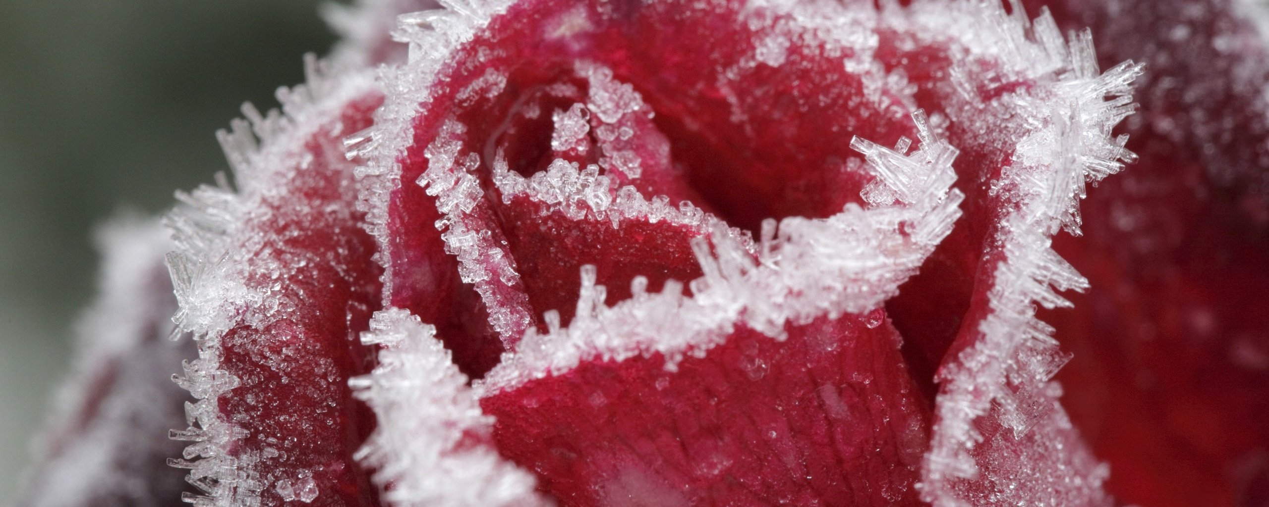 Красный лед 2009. Красный лед. Розы во льду Макросъемка.