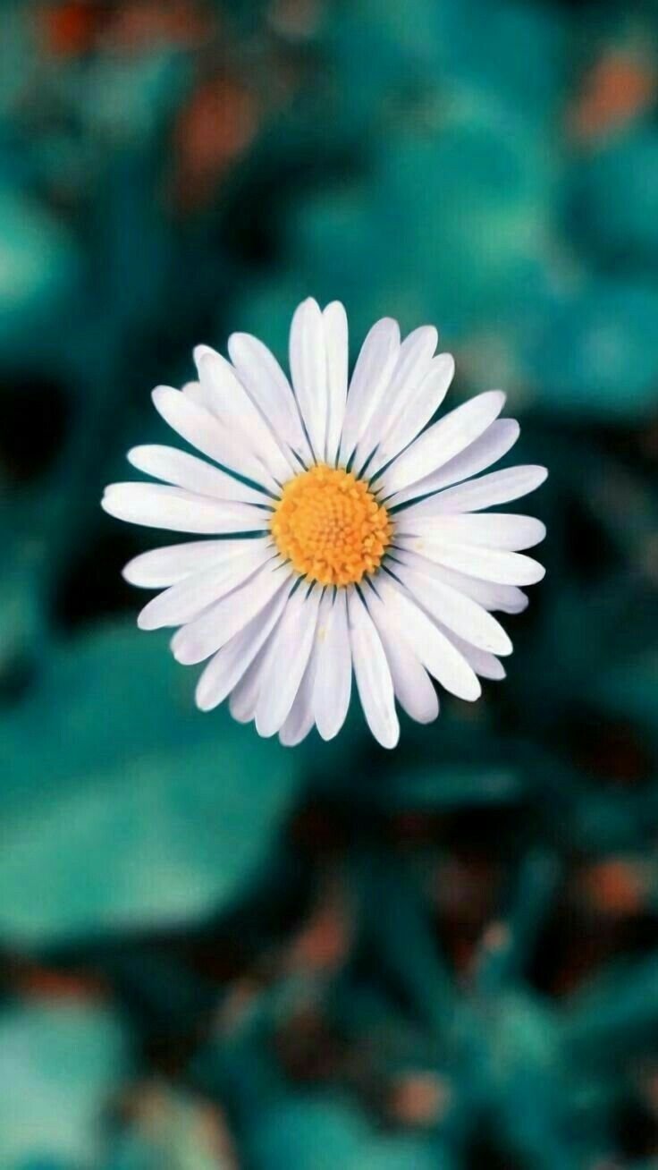 Бирюзовые ромашки