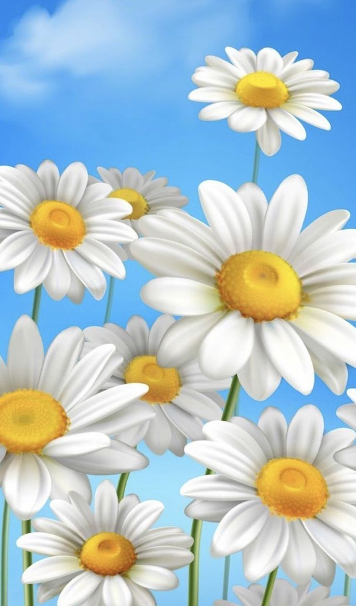 Ромашки на голубом небе