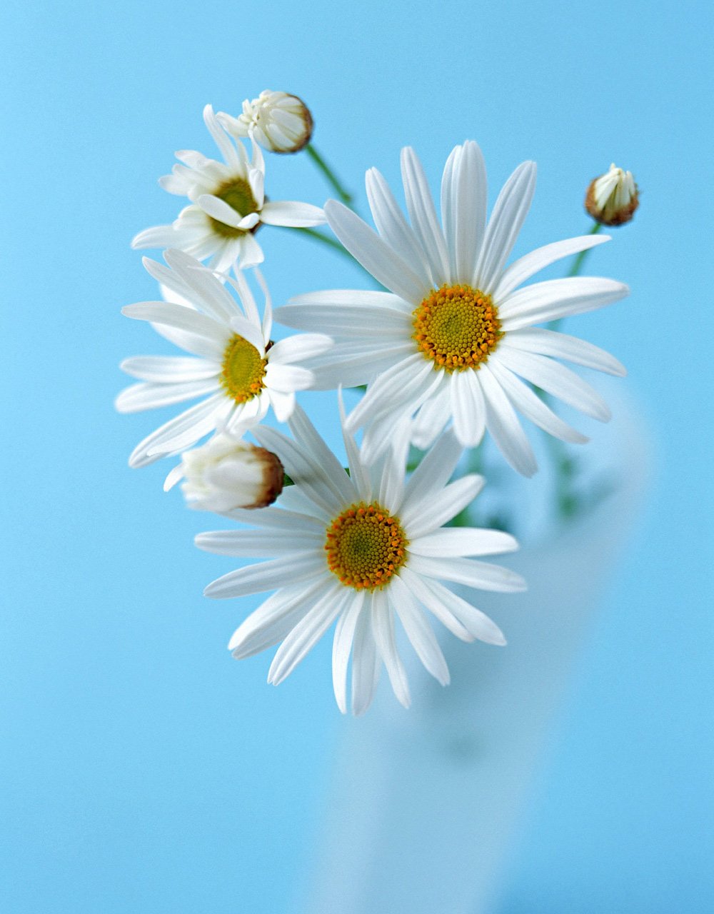 Ромашкидля Очировашке