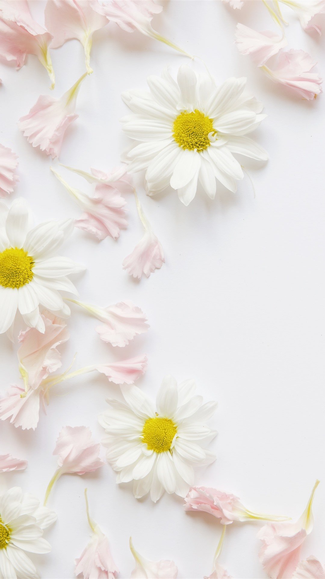 Фон ромашки