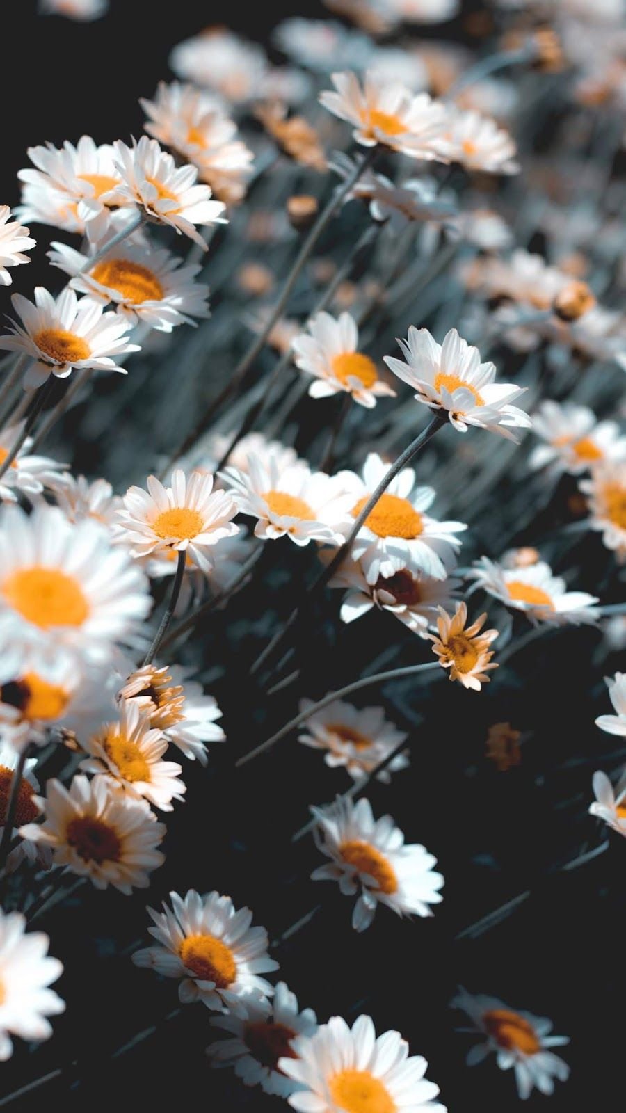 Ромашки обои