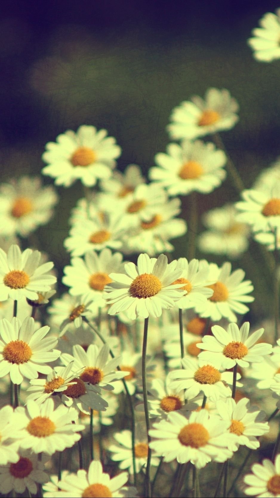 Милые ромашки