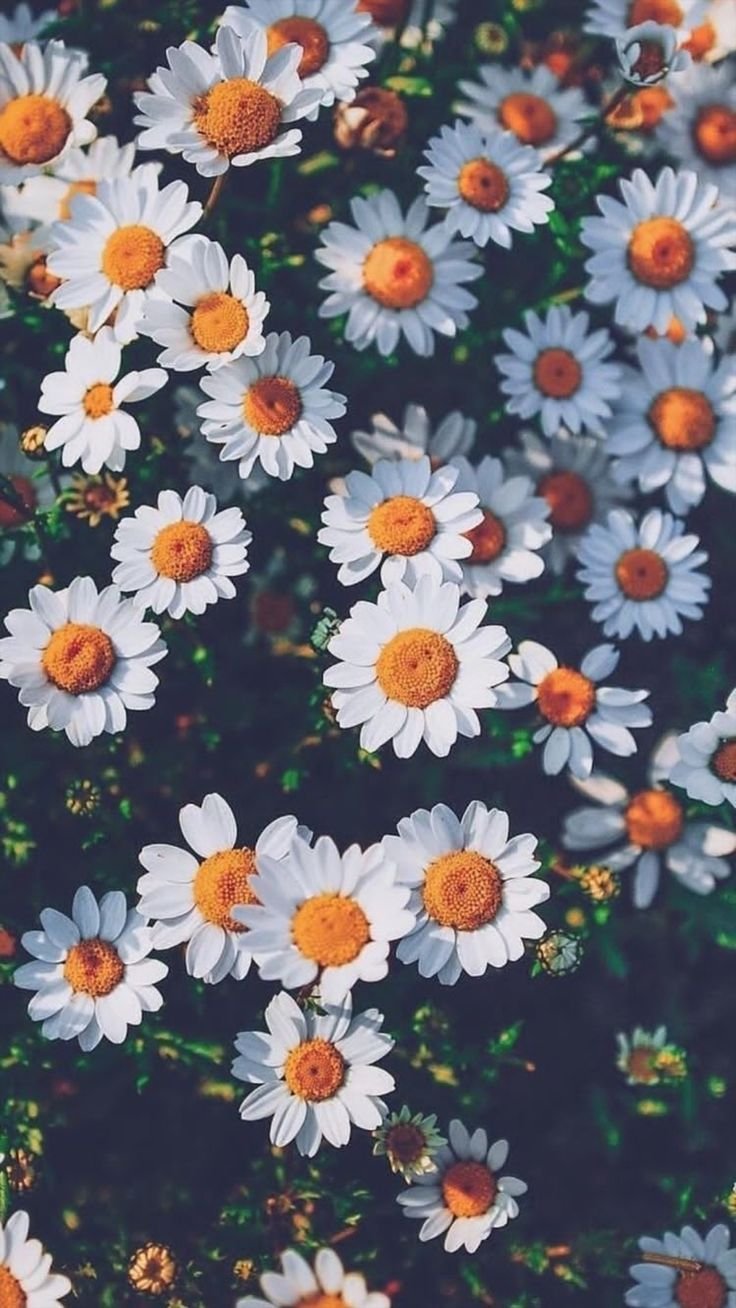 Ромашки Эстетика