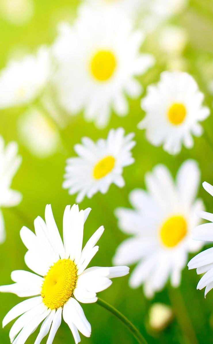 Красивый фон с ромашками