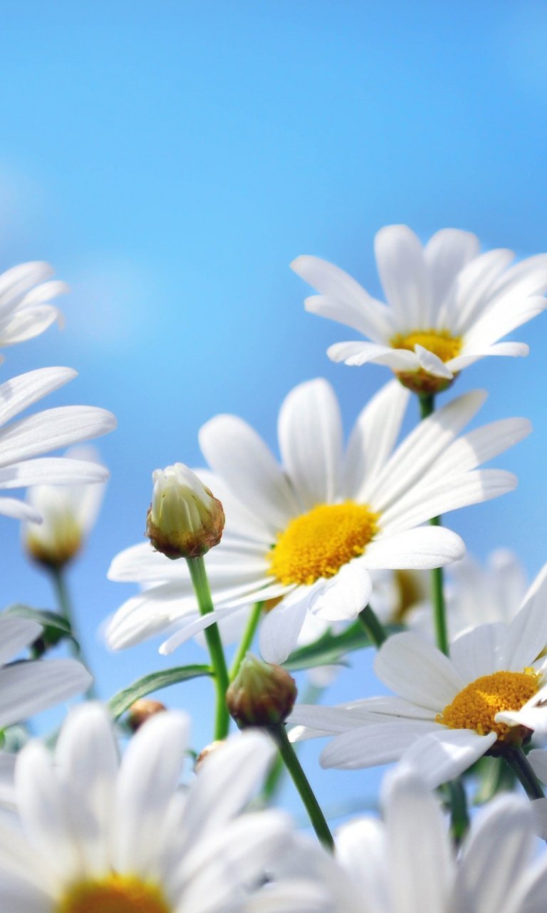 Ромашки на фоне неба