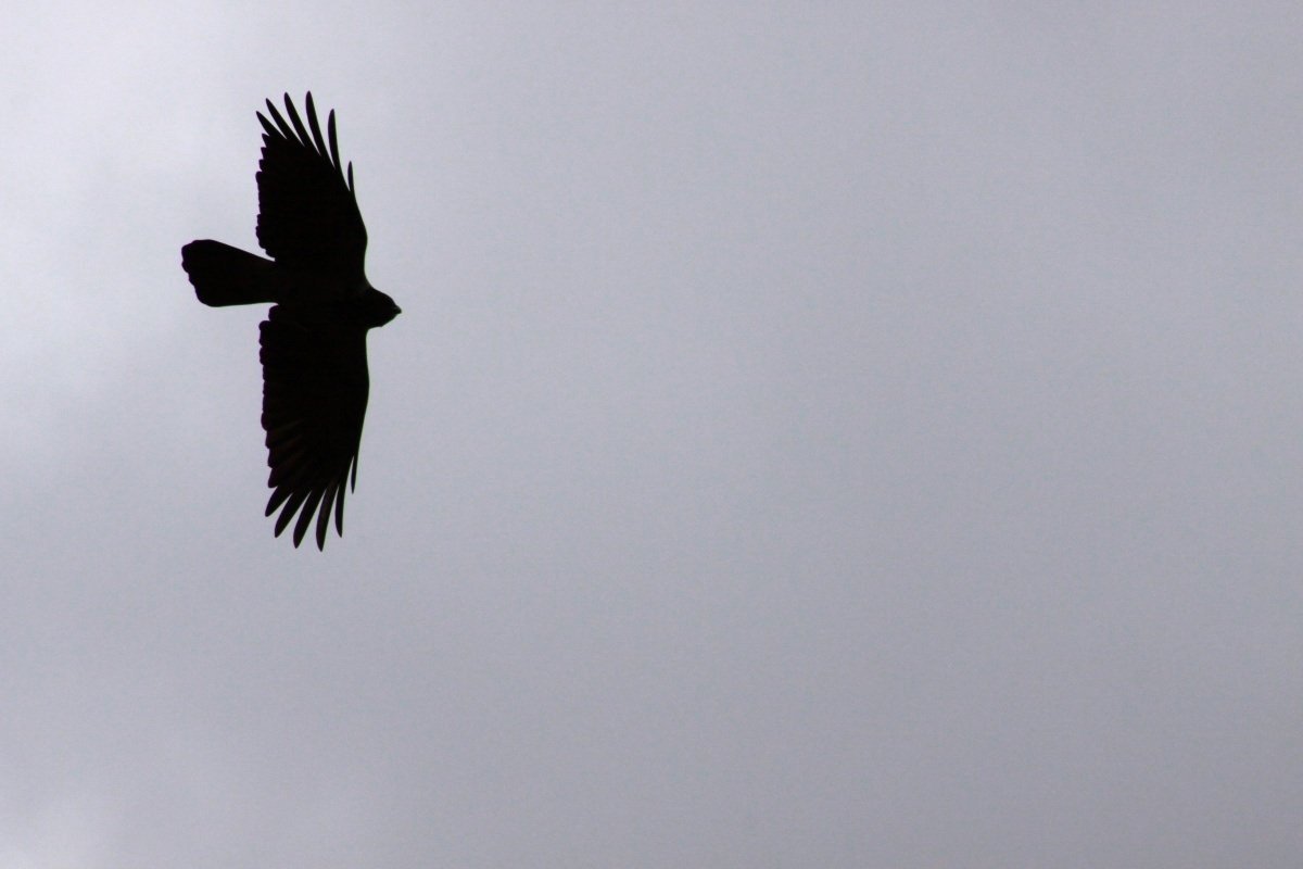 Птицы на черном фоне обои