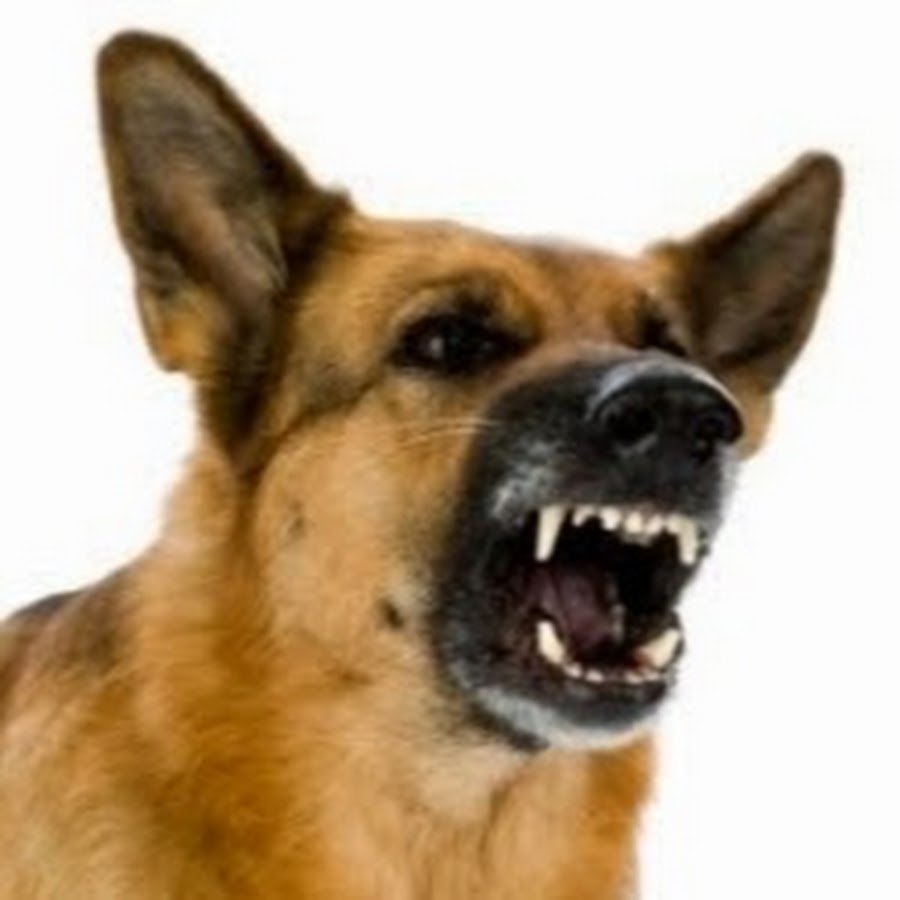 Звук злой собаки слушать. Немецкая овчарка Дельгадо. Злая собака. Злая собака на белом фоне. Пес лает.
