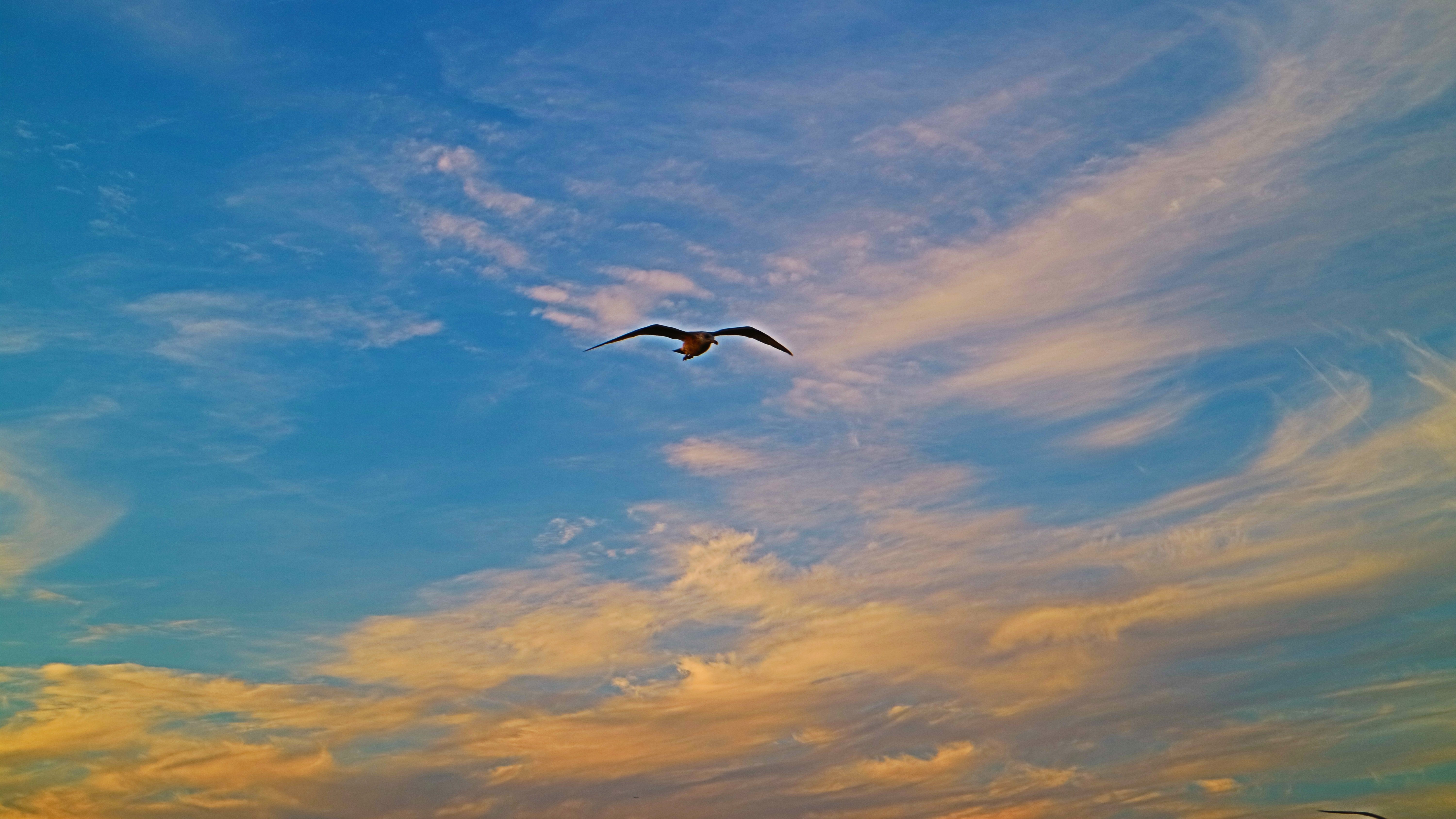 Дни летят за рассветом закат слушать. Птицы в небе. Полёт птиц. Полет птицы в небе. Птица улетает в небо.