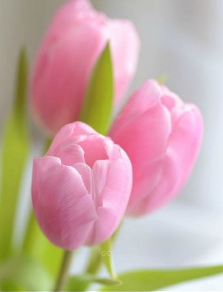 Обои на телефон тюльпаны вертикальные