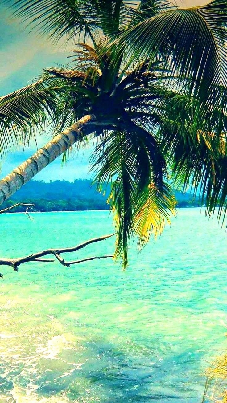 Тропическая природа