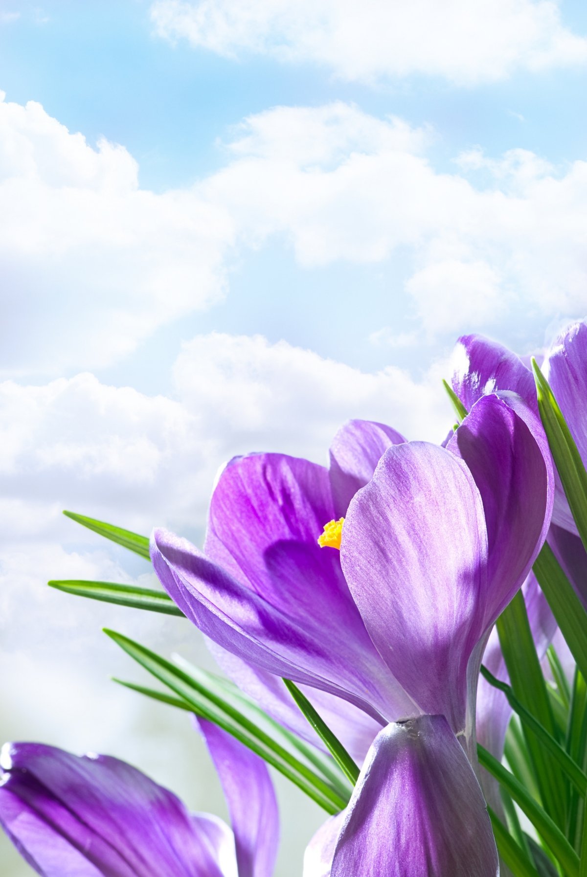 Картинки на телефон март вертикальные. Первоцветы крокусы. Весенний цвет. Сиреневые весенние цветы. Фиолетовые весенние цветы.