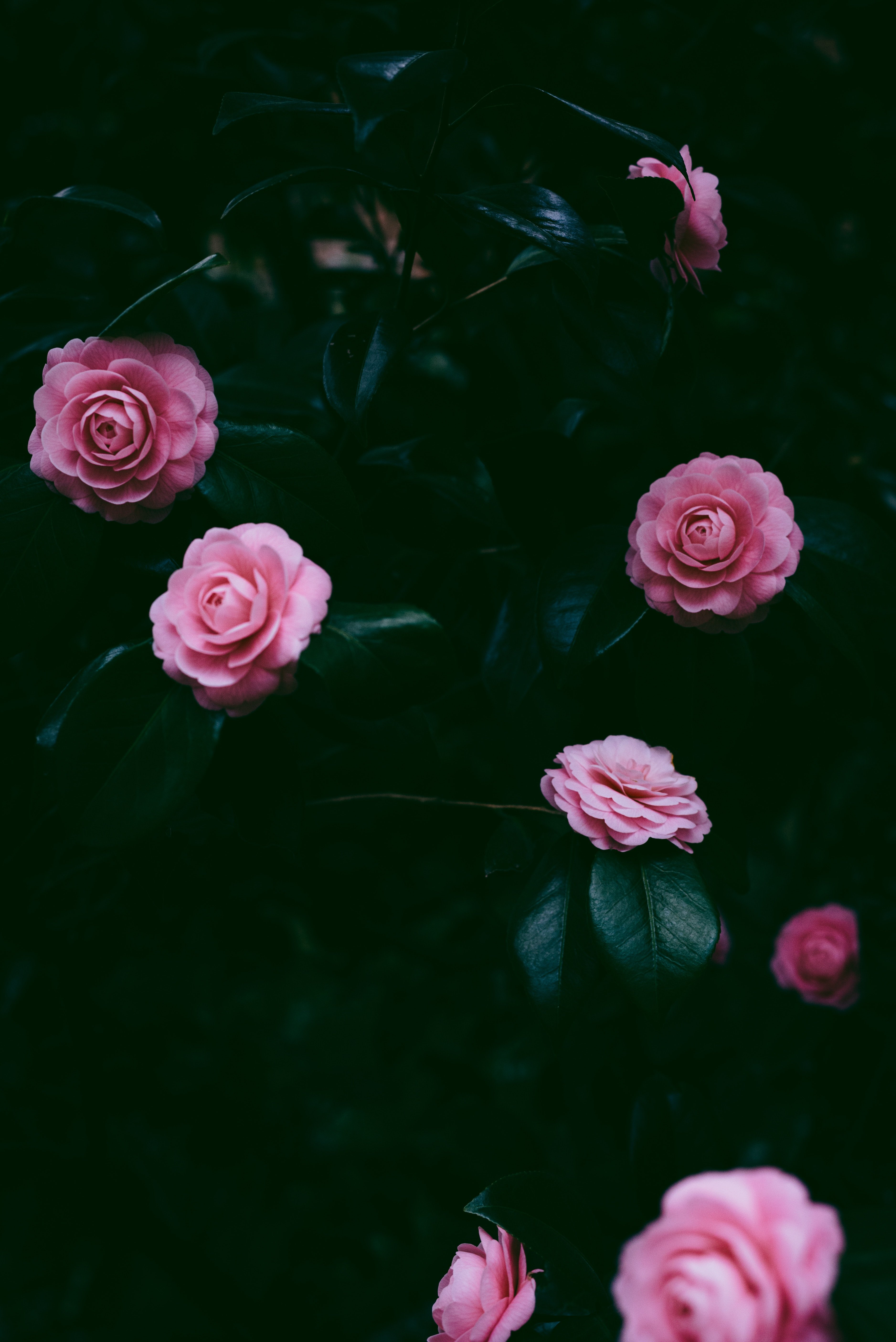 Игра проверь телефон розы. Цветы на темном фоне. Розовые цветы на темном фоне. Фон на телефон цветы. Цветы на темном фоне вертикальные.