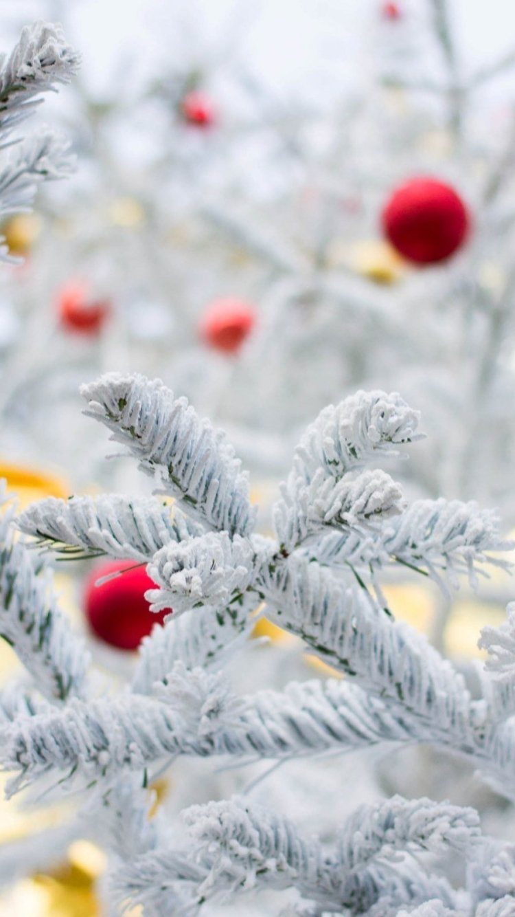 Ветки в снегу