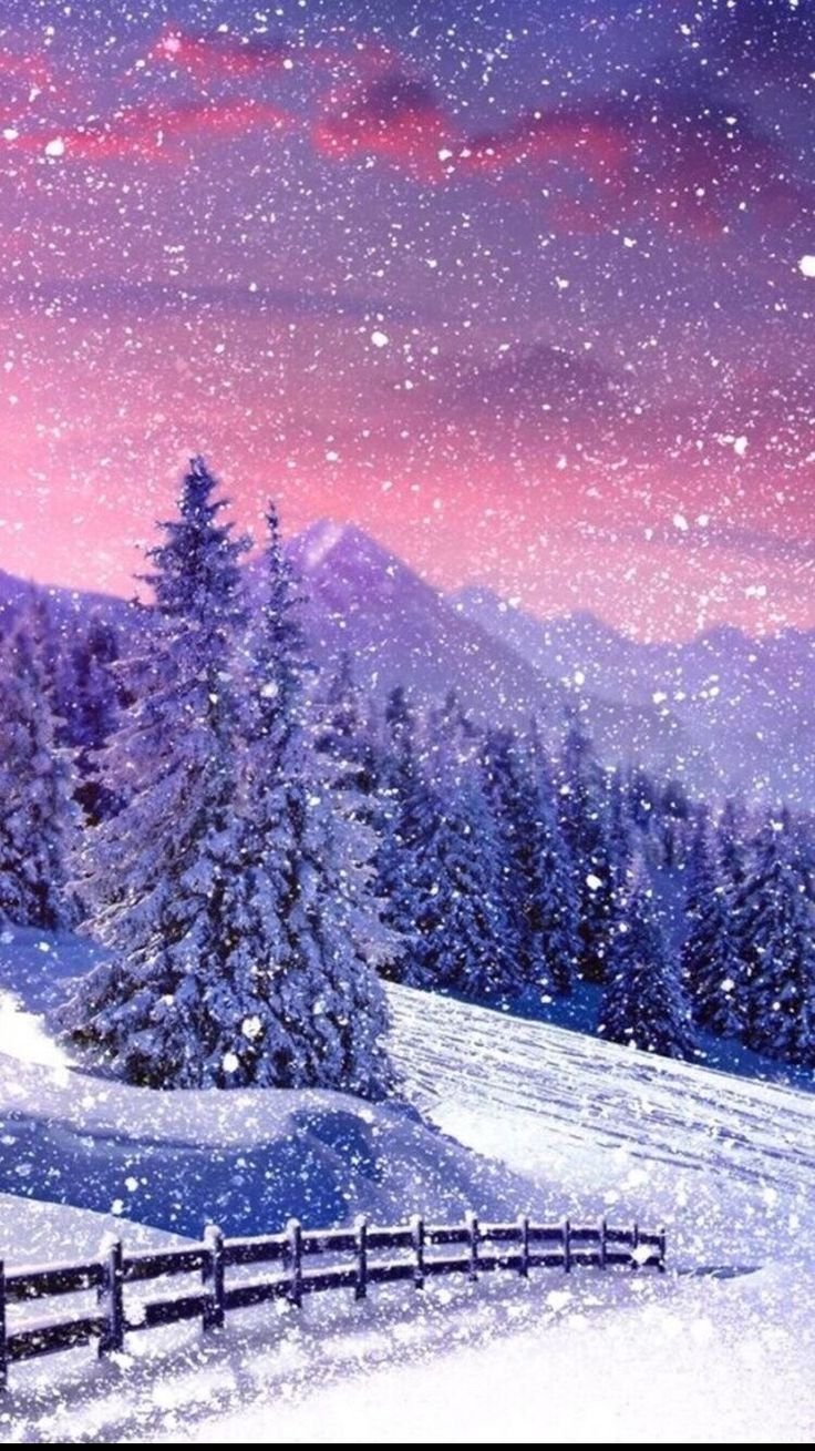 Еловые ветки в снегу