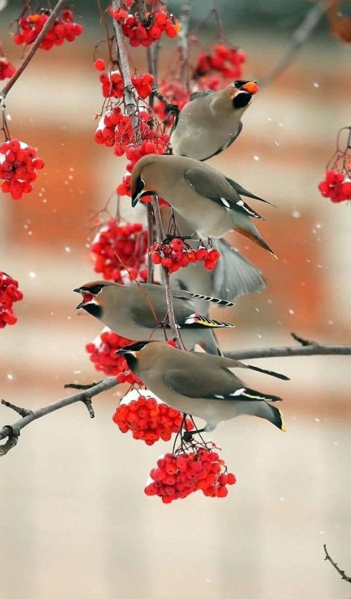 Зимние цветы