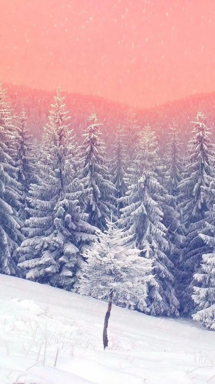 Еловые ветки в снегу