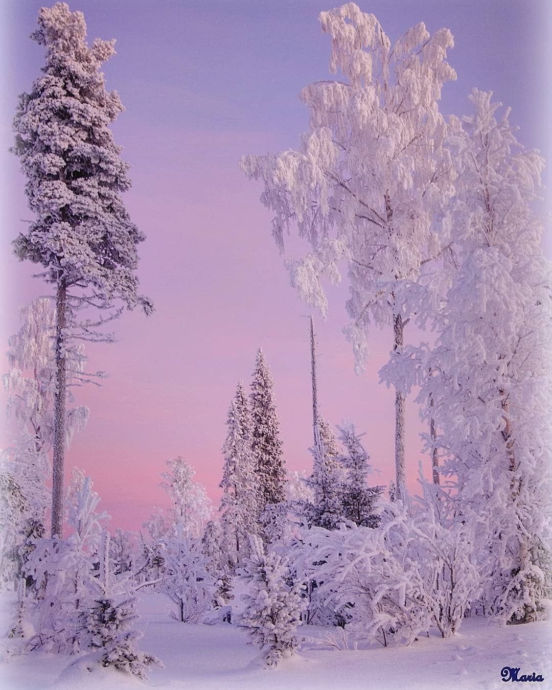 Зима в лесу