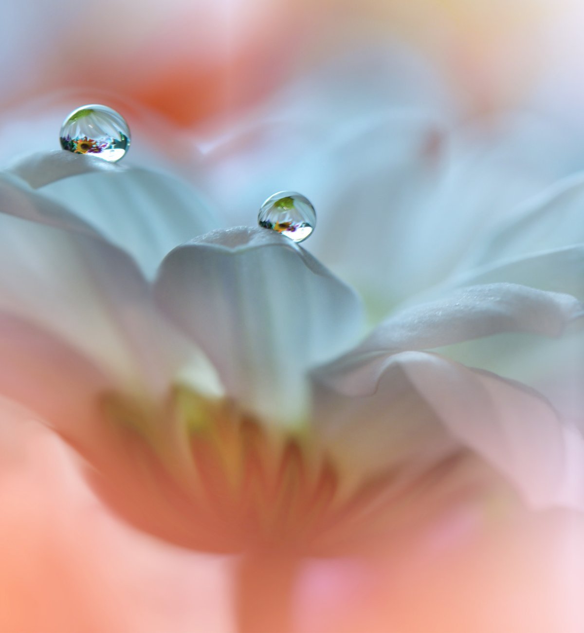 Классные обои для хонора