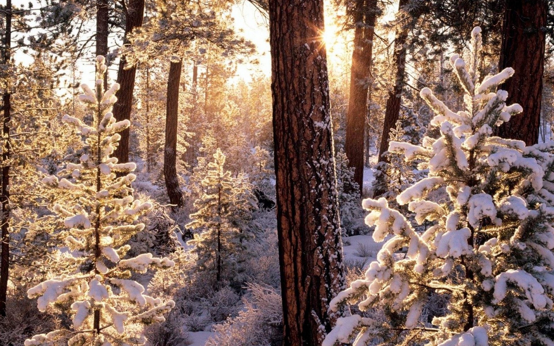 Winter forest. Зимний лес. Снежный Сосновый лес. Заснеженный еловый лес. Сказочный зимний лес.