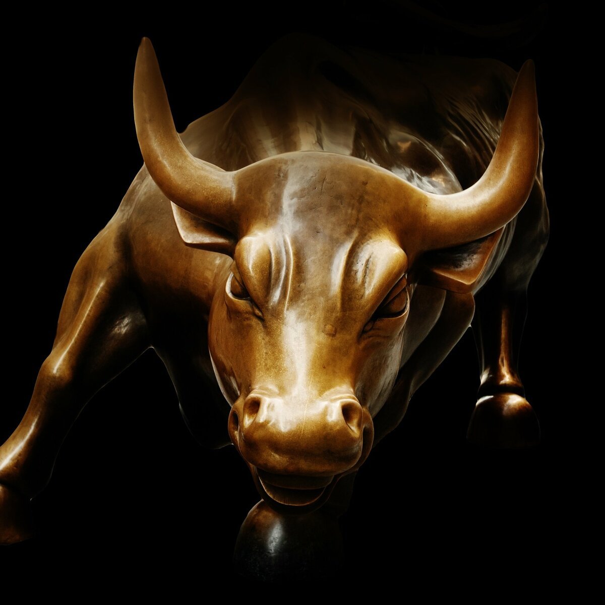 Красивый бык