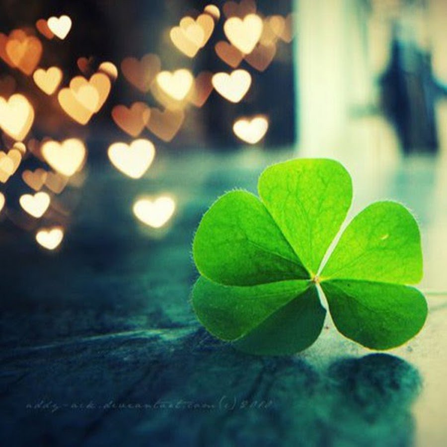 Клевер приносящий удачу