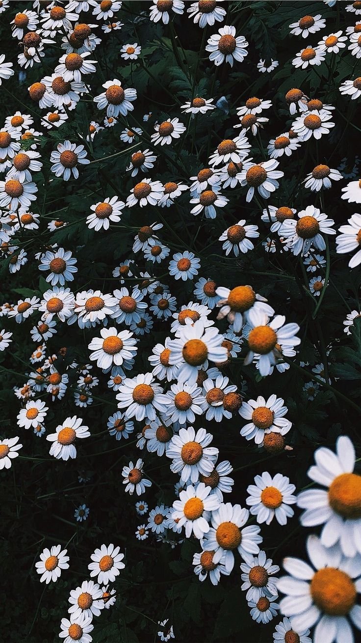 Ромашки Эстетика