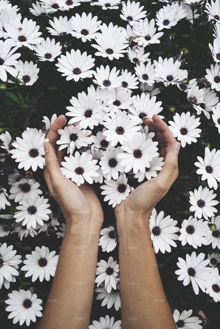 Ромашки в руках