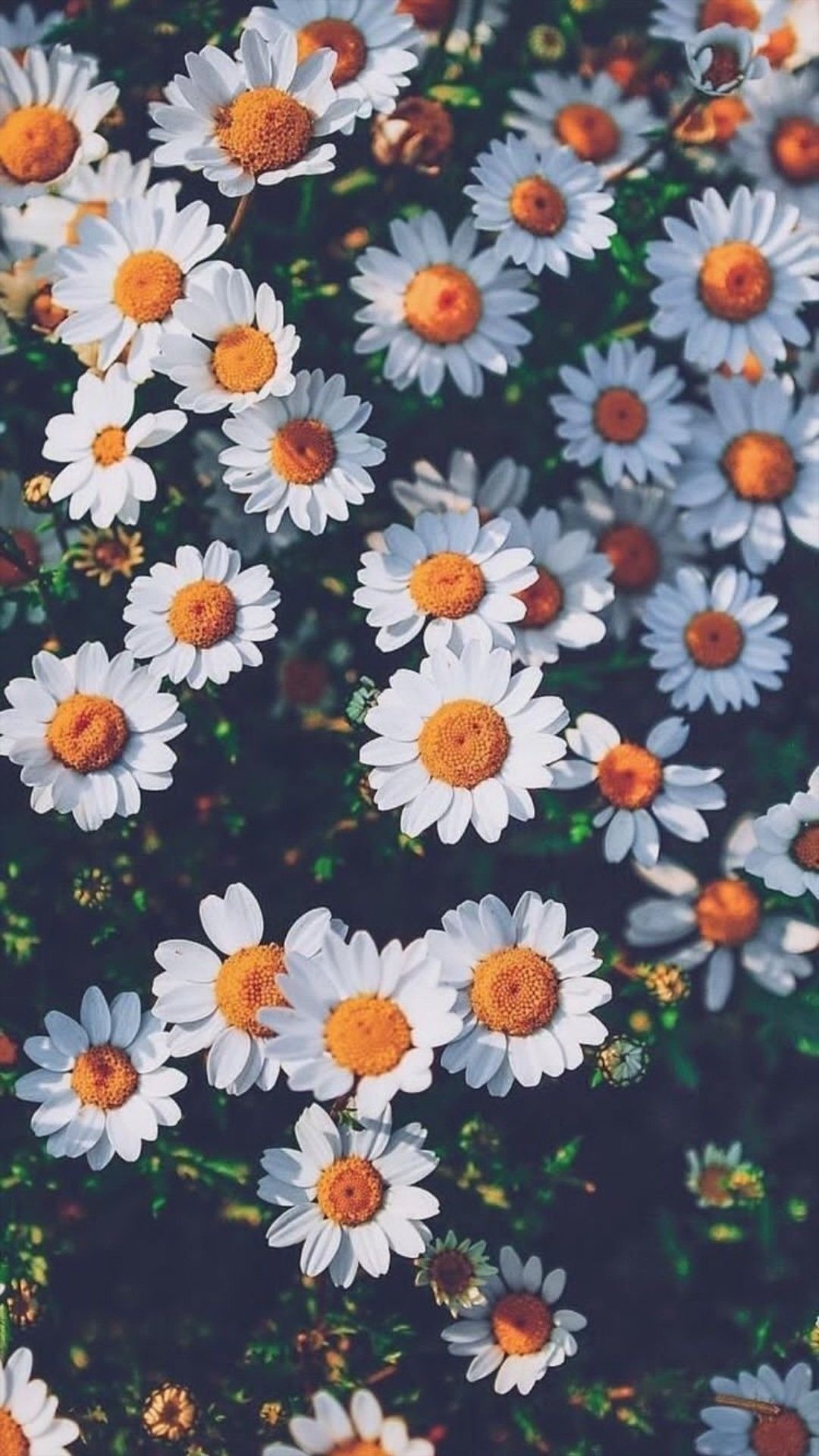 Обложка цветы