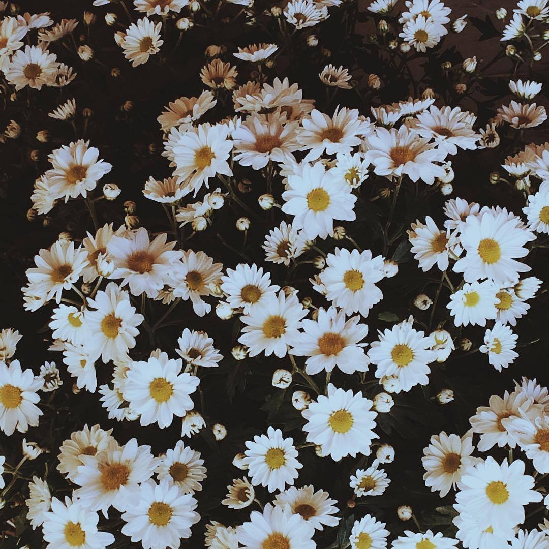 Милый фон с ромашками