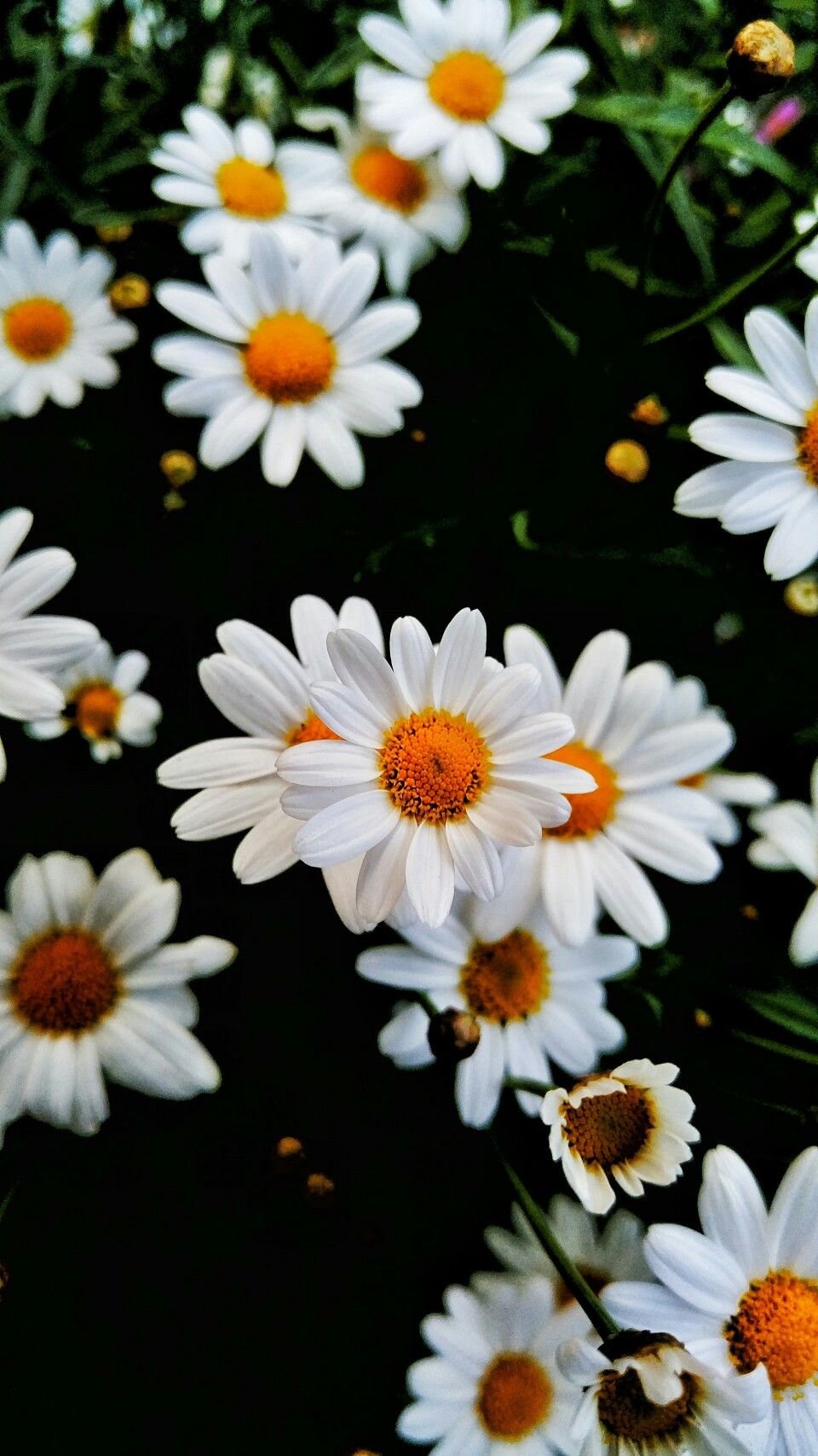 Заставка на телефон ромашки