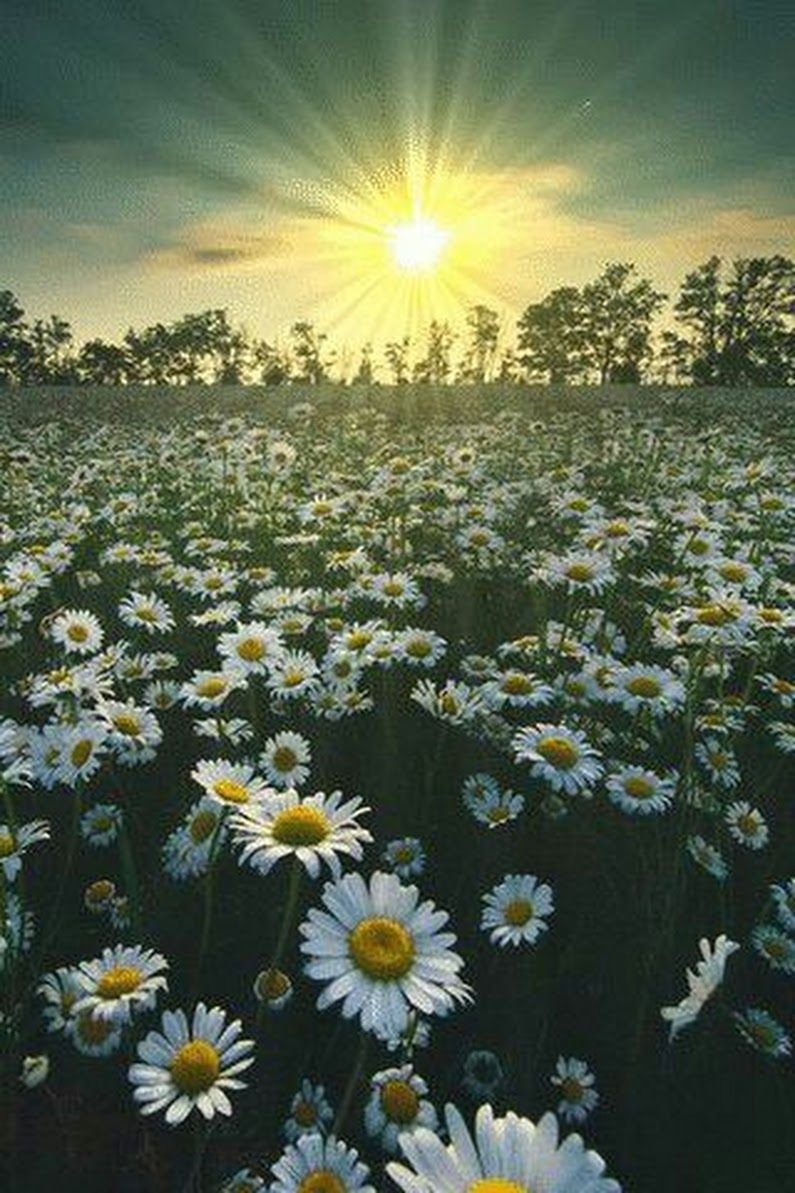 Эстетика природы