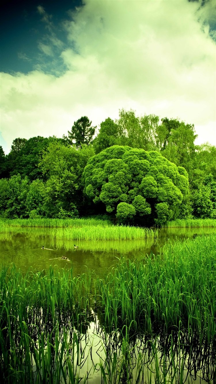 Пальмы солнце