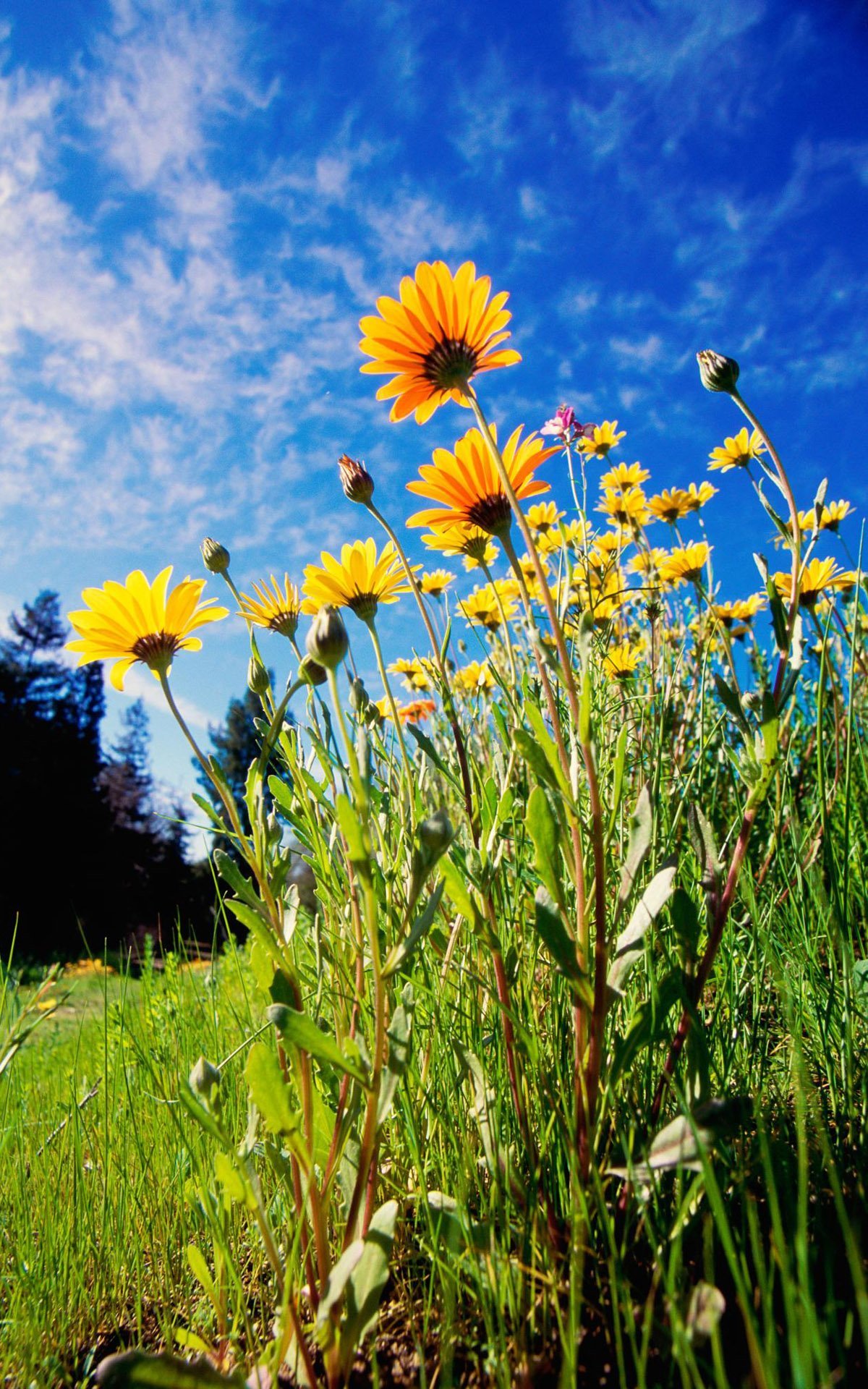 Поляна в лесу