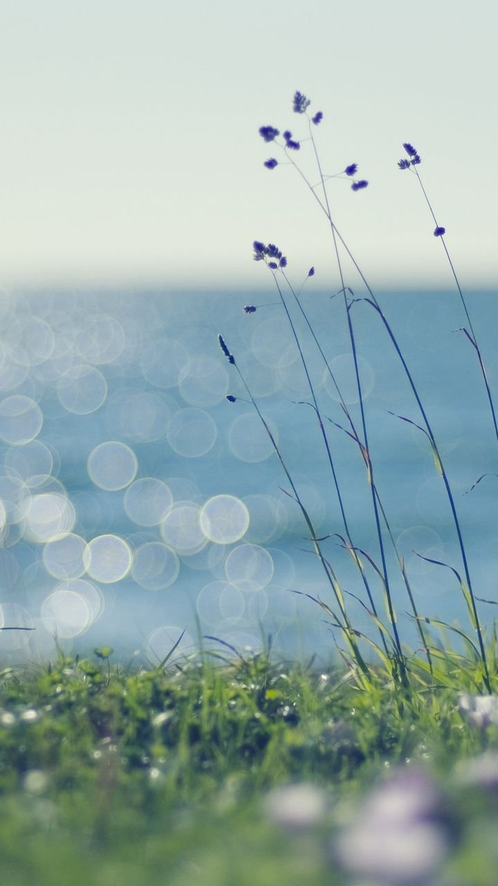 Природа пальмы