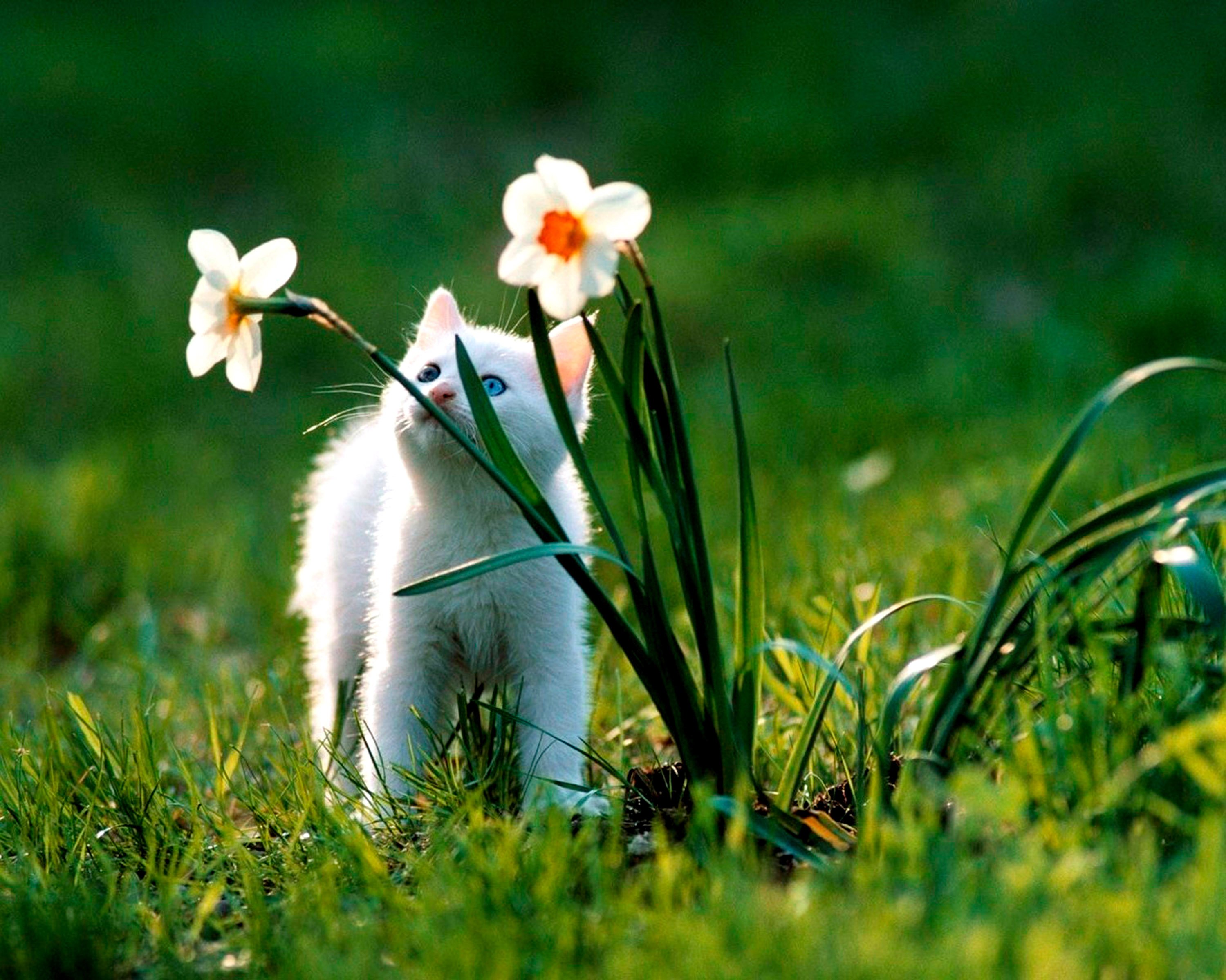 Доброе милые картинки весенние. Животные весной. Весеннее настроение.