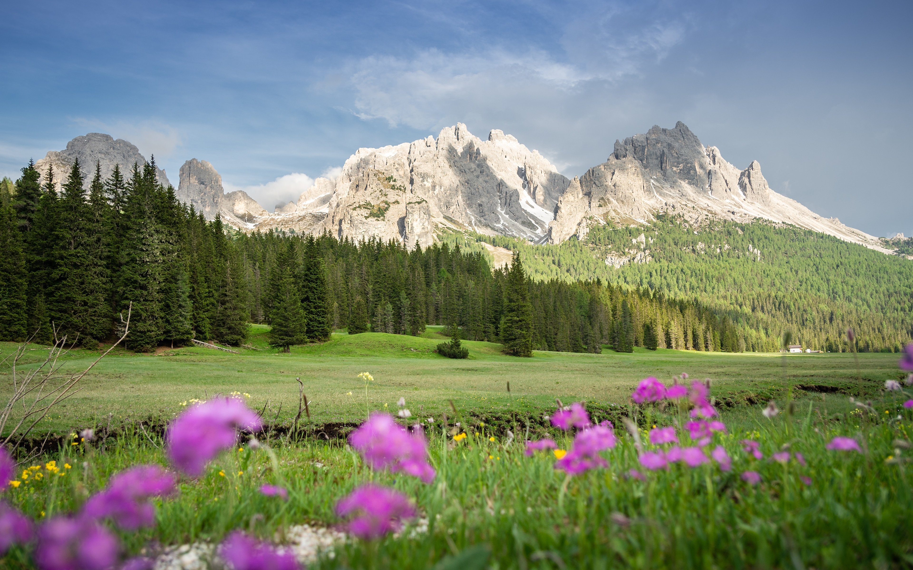 Красивая природа поляна. Горный Алтай Альпийские Луга. Альпийские Луга Австрии. Альпийские Луга с эдельвейсом. Доломитовые Альпы.