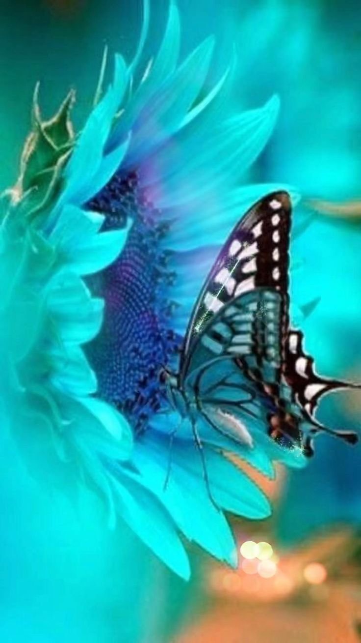 Бабочки на черном фоне