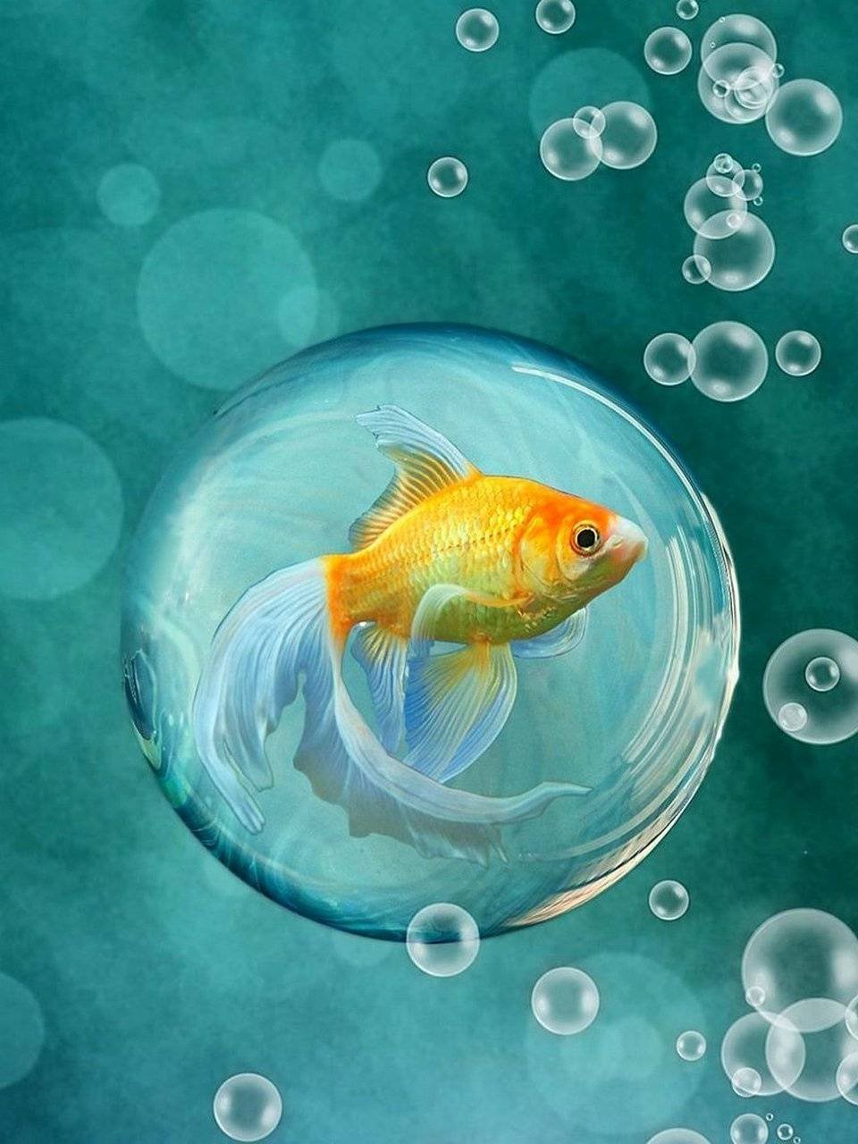 Золотая рыбка в воде