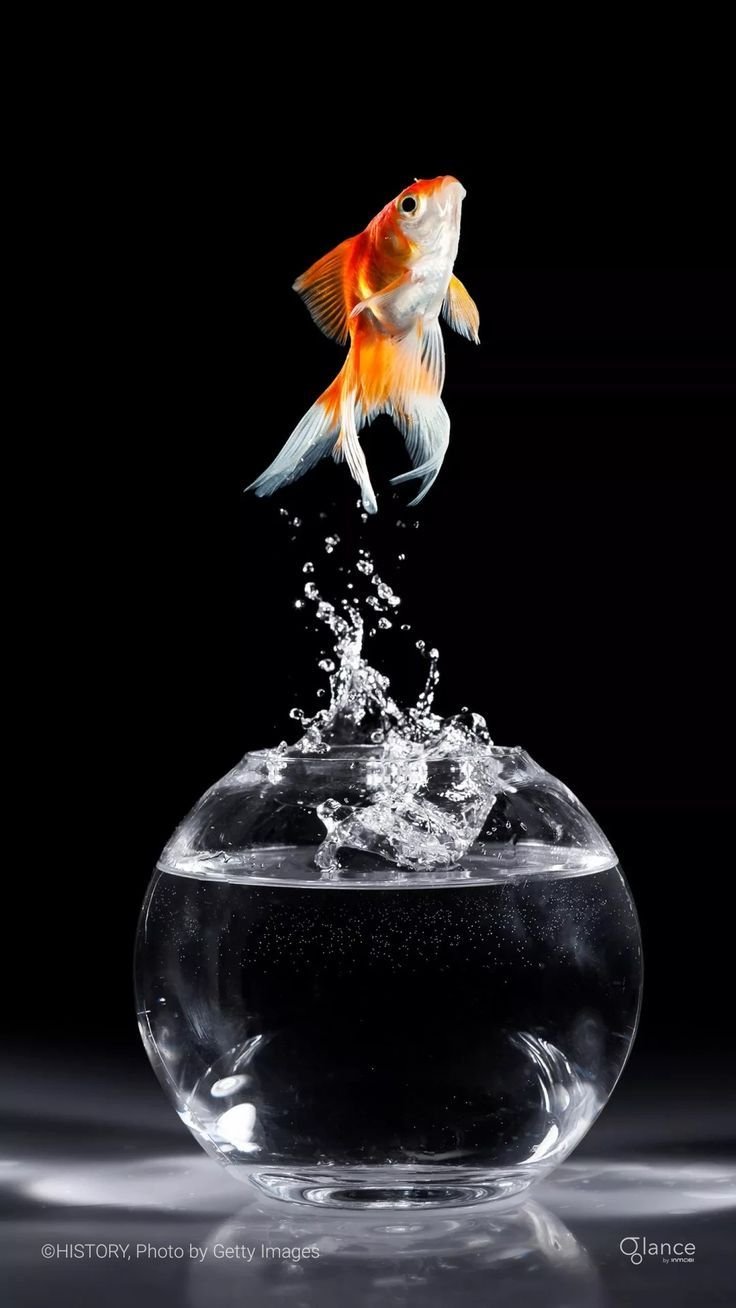 Золотая рыбка выпрыгивает