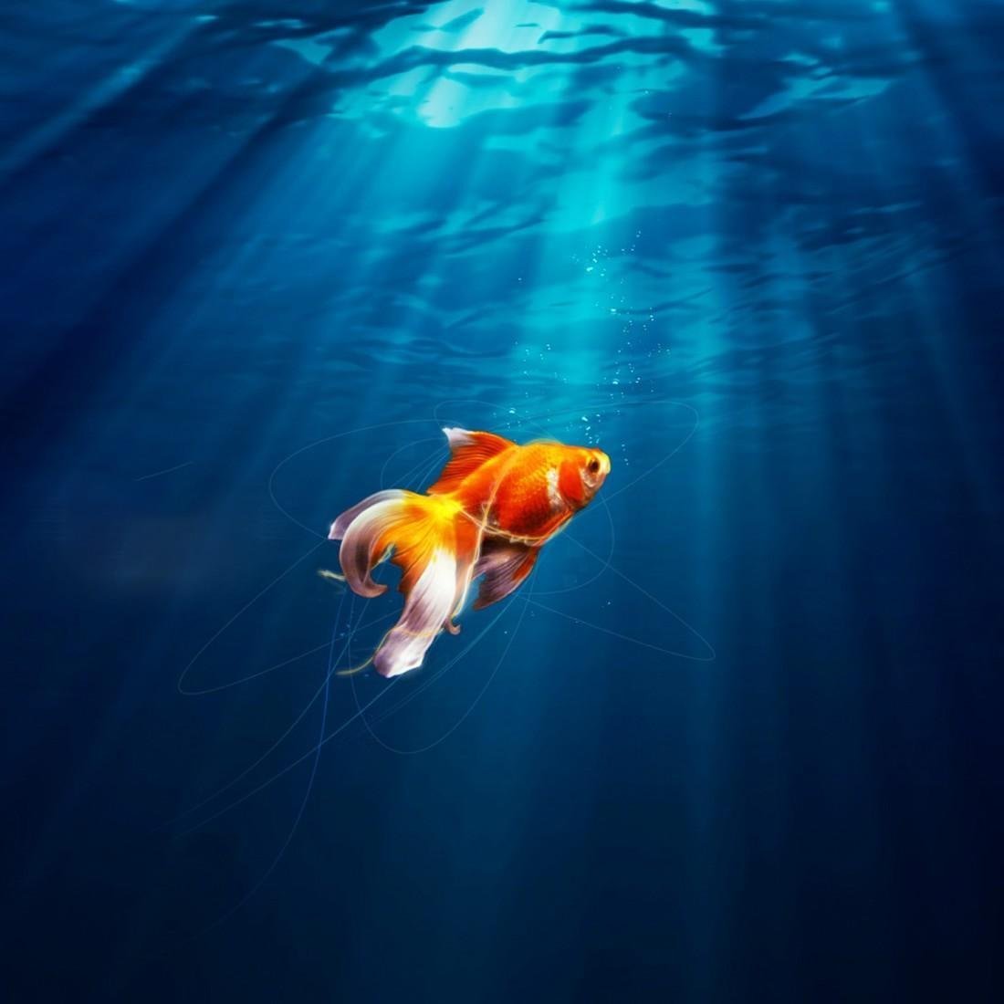 Рыбка уплыла