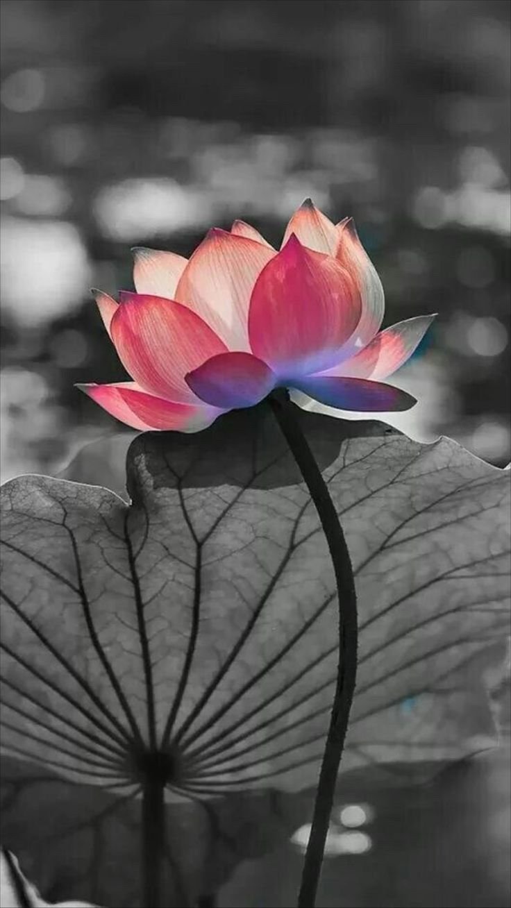 Обои на айфон Лотос