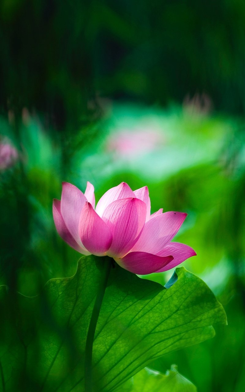 Обои Лотос синие