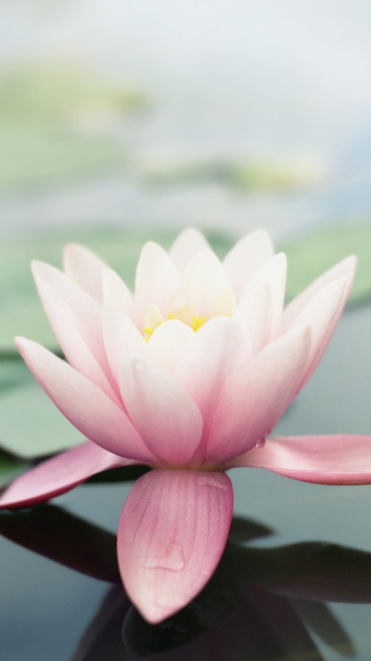 Лотус цветок айфон