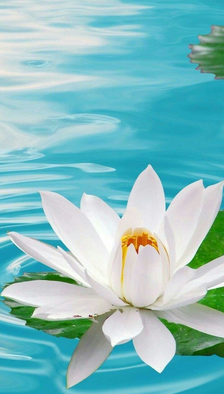 Цветы на айфон