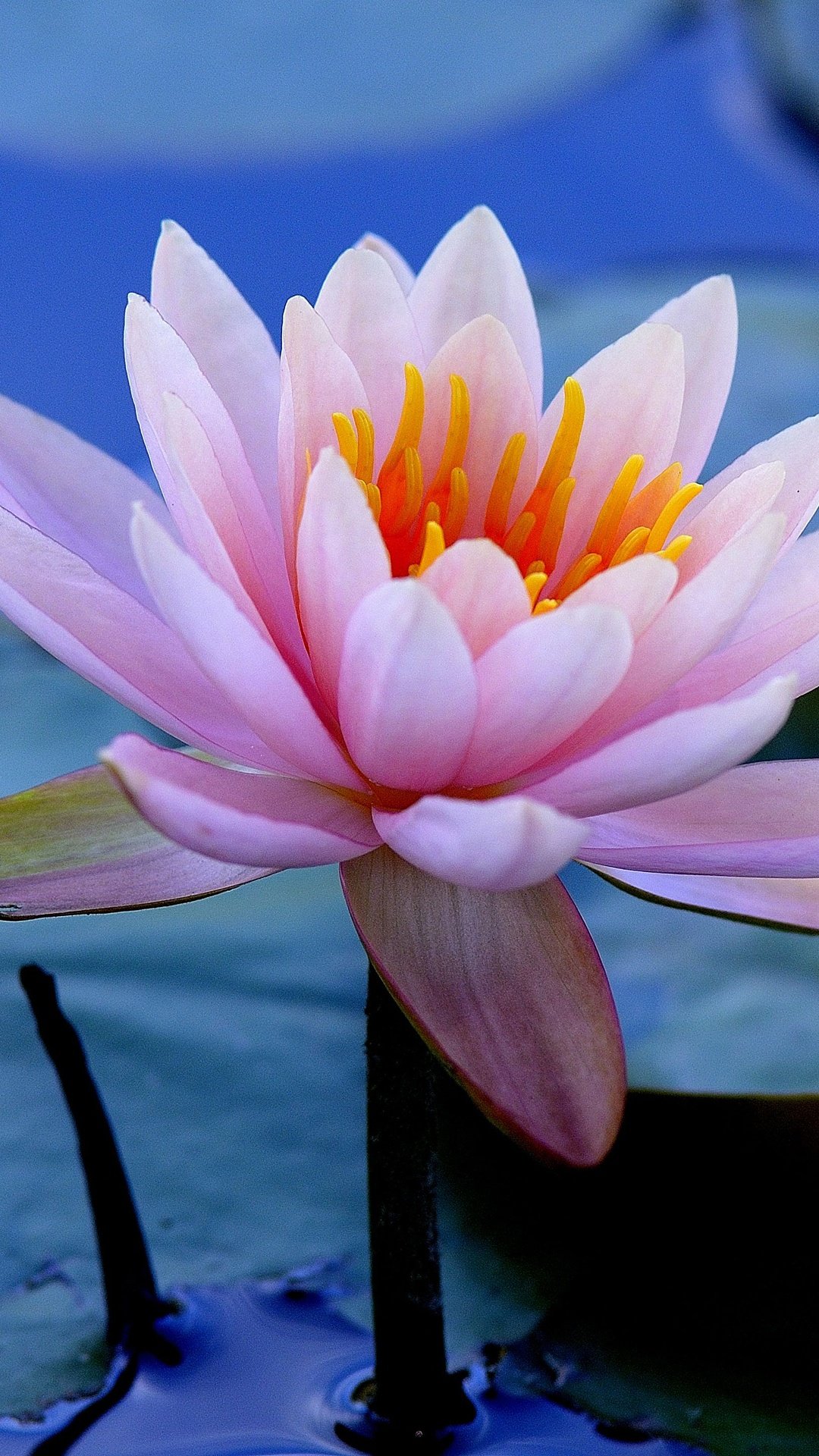 Фиолетовый Лотос