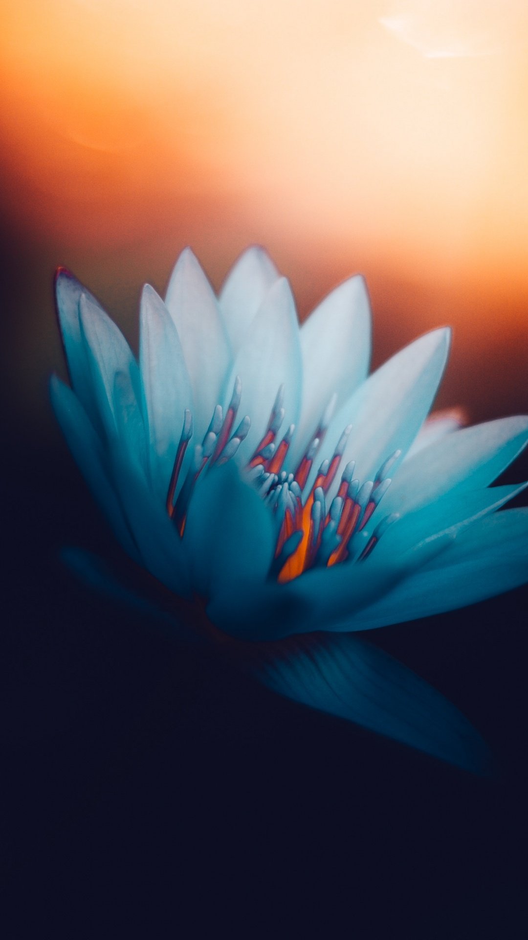 Волшебный Лотос