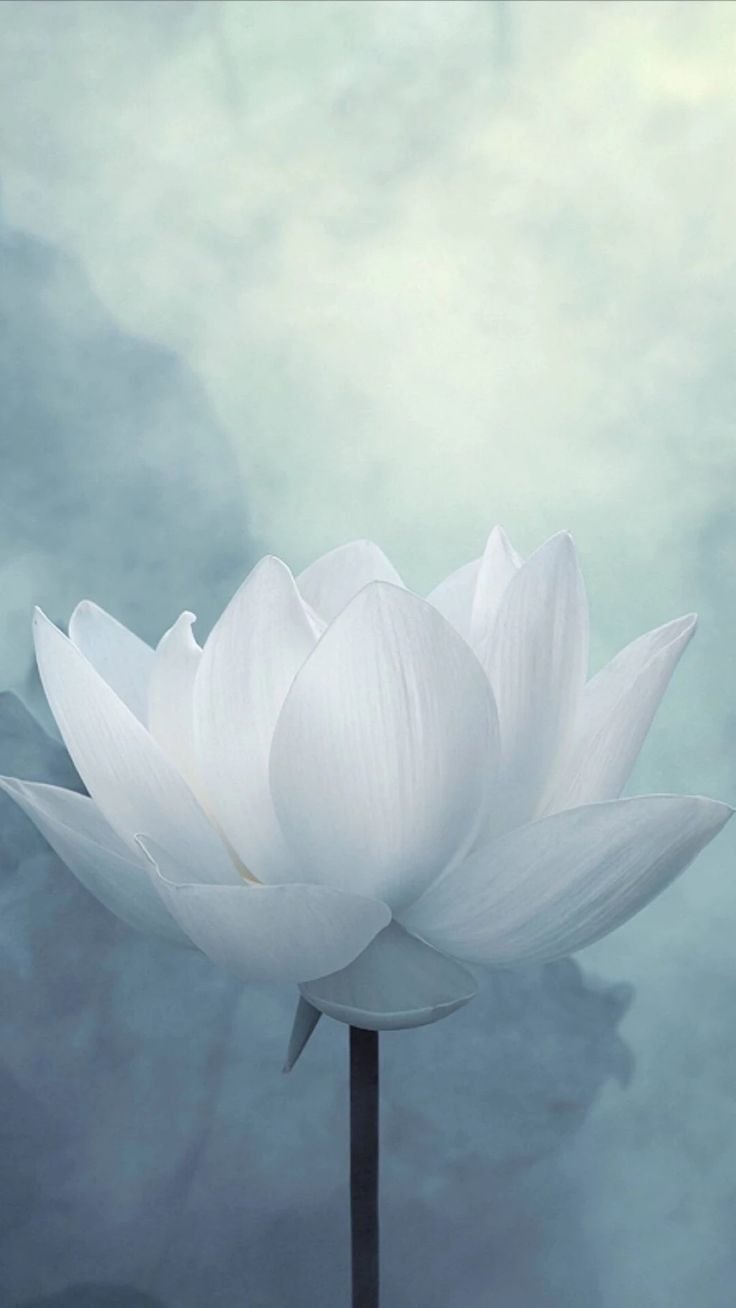 Тема для экрана Лотос