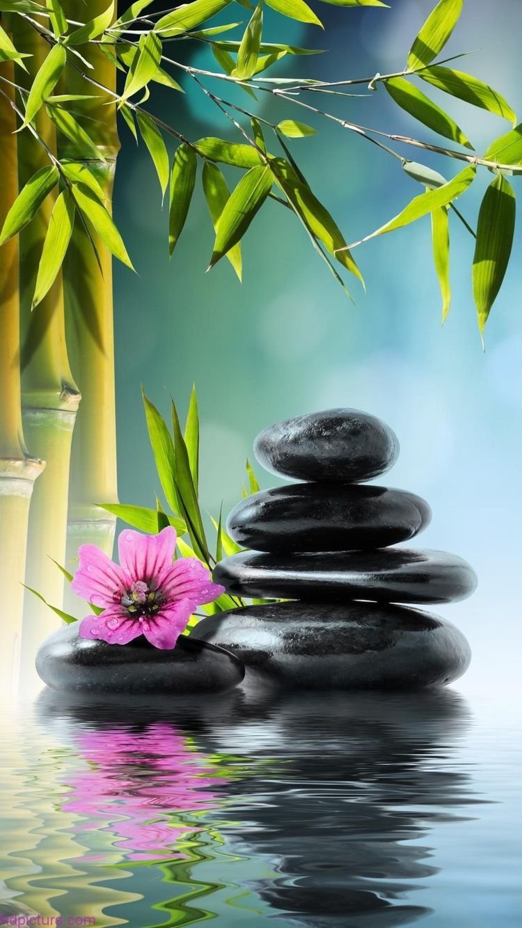 Лотос зеленый цветок озапкп